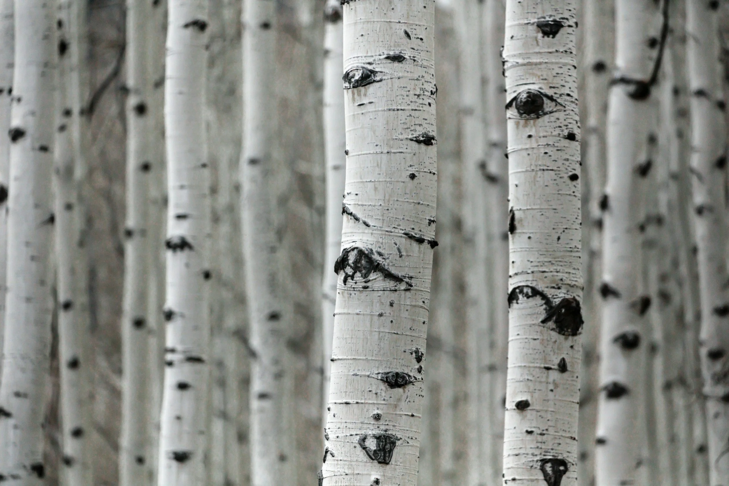 Pines, Birches, and Oak Trees