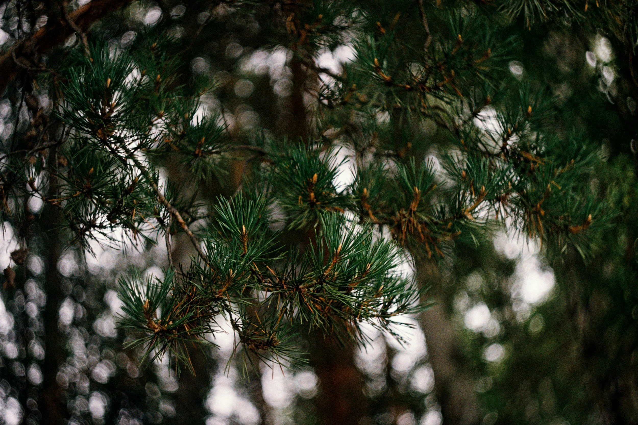 Pinus sylvestris