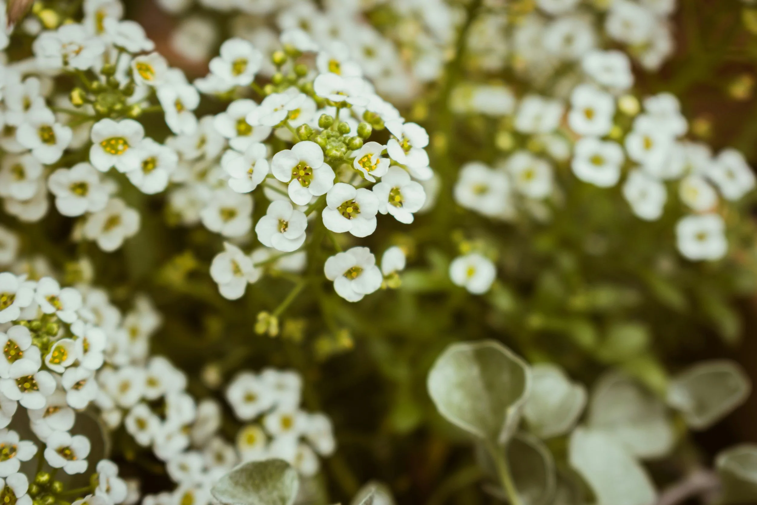 Rock-cress