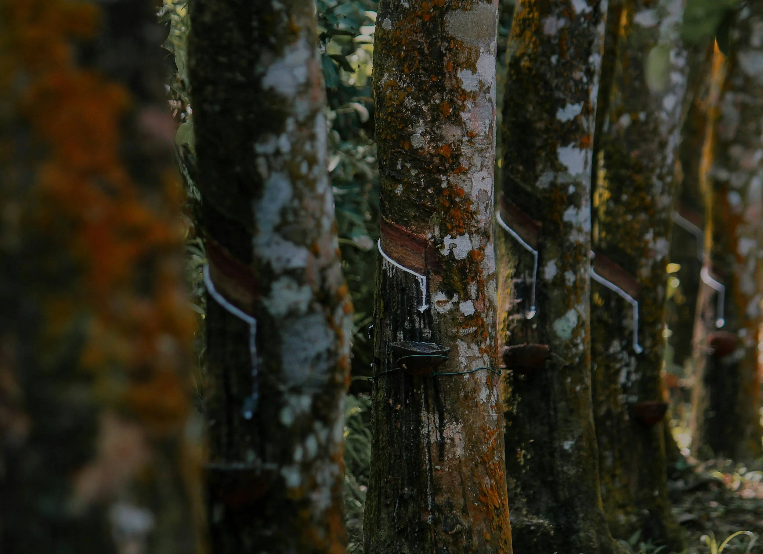 Rubber Trees