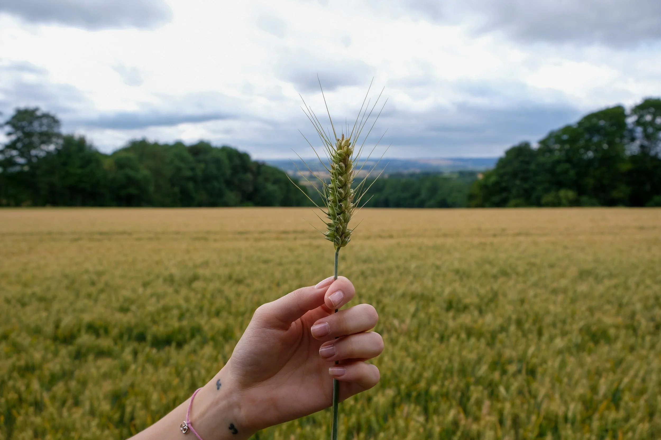 Barley