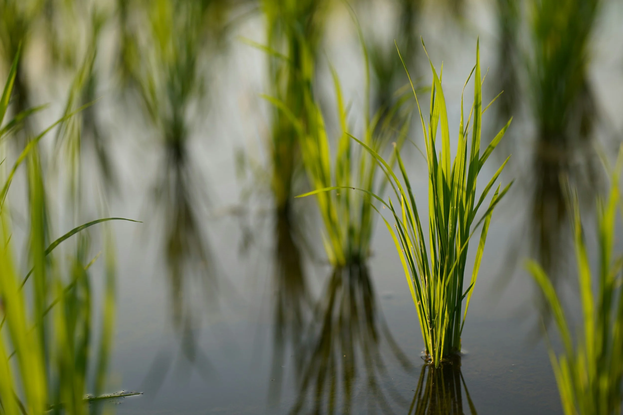 Rice
