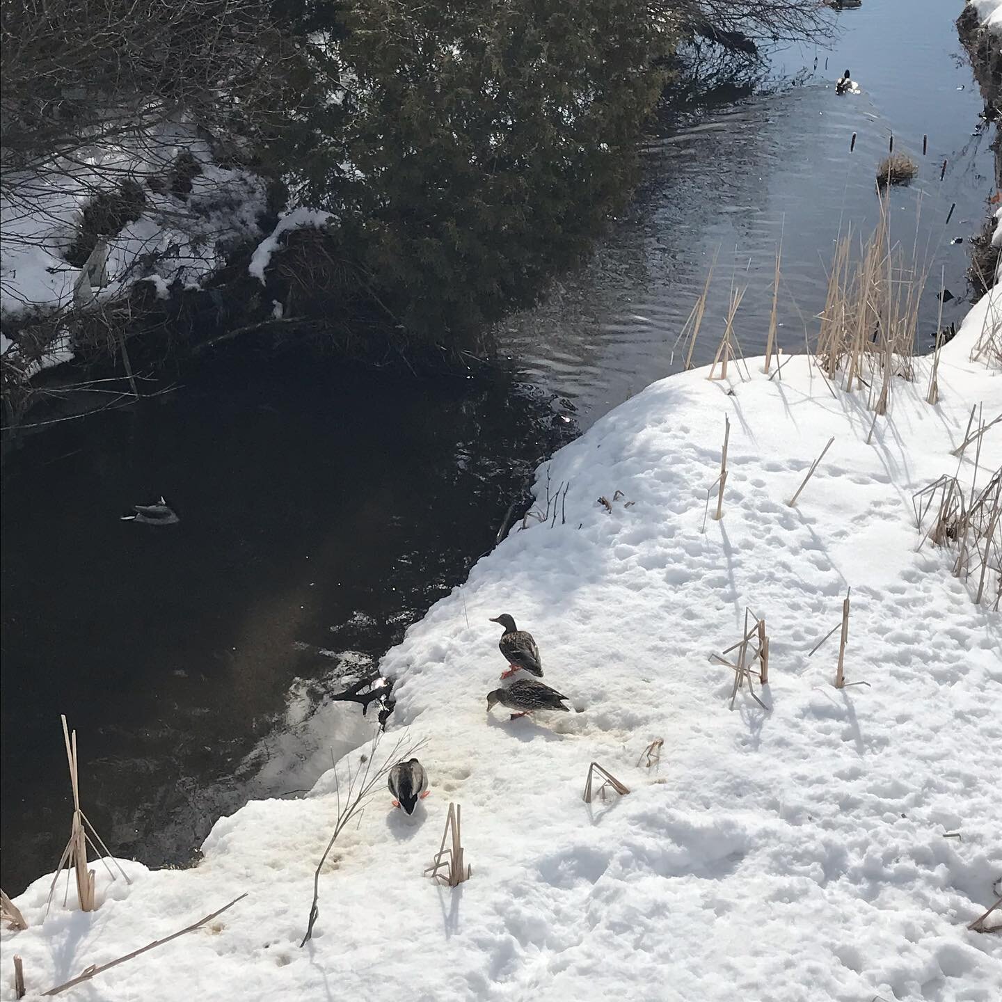 Spring is coming... Watched the ducks while we took the kids to the park last week 🤍
.
.
.
#ducksofinstagram #landscapeoffheday #landscapephoto #naturecaptures #riverwalks