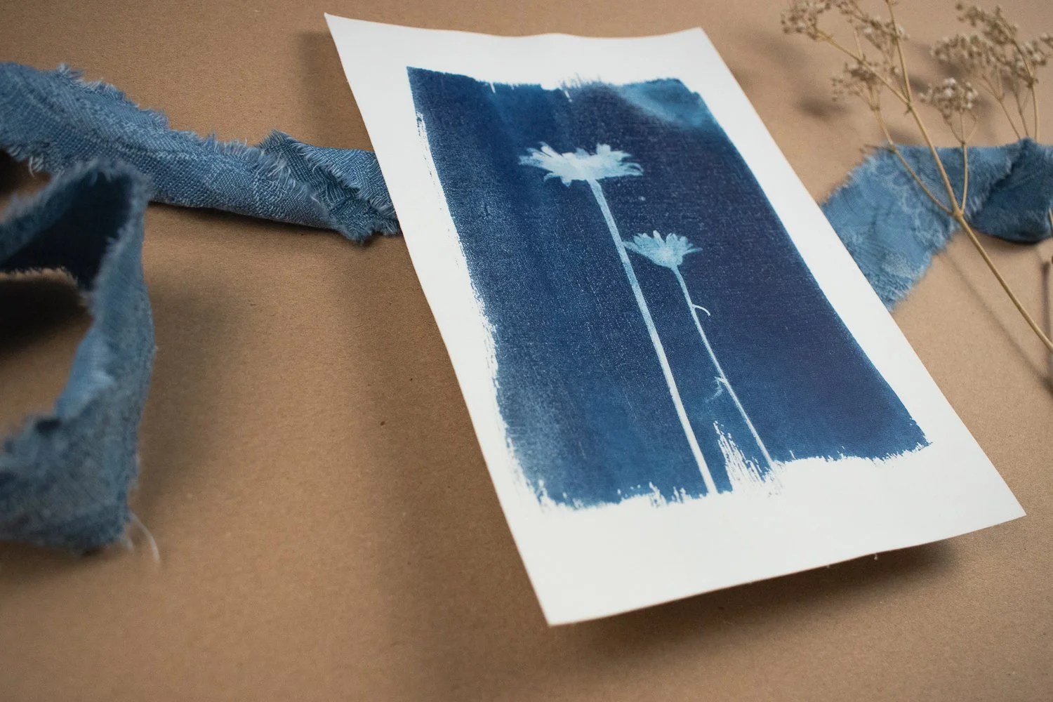 Jackie Partridge Daisy Cyanotypes, 2021