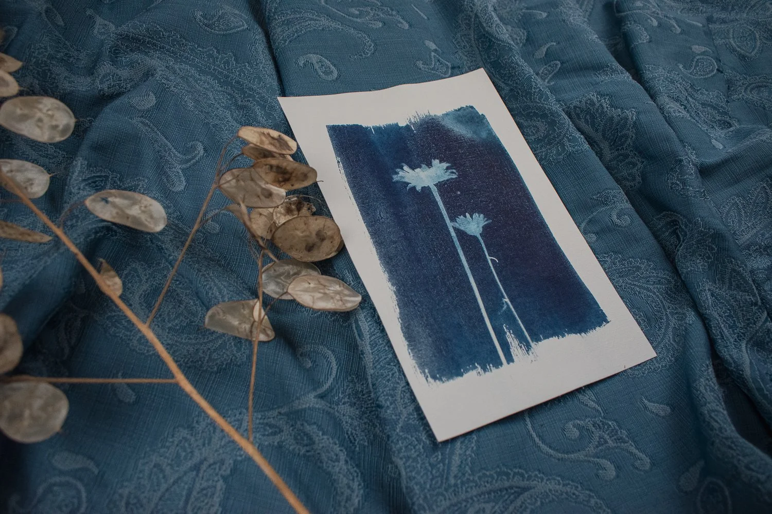 Jackie Partridge Daisy Cyanotype, 2021