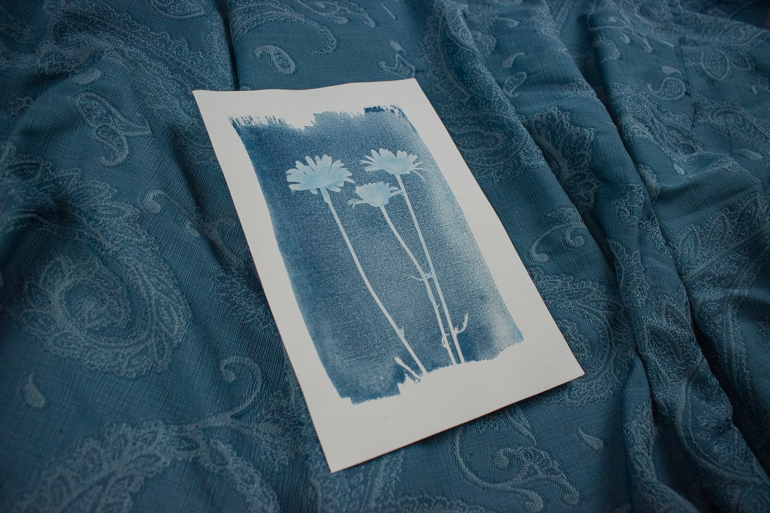 Jackie Partridge Daisies Cyanotype, 2021