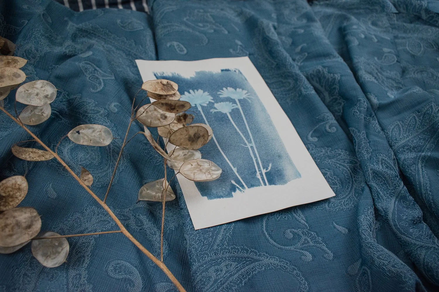 Jackie Partridge Daisies Cyanotype Art, 2021