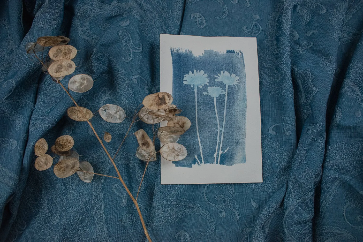 Jackie Partridge Daisies Cyanotype Artwork, 2021