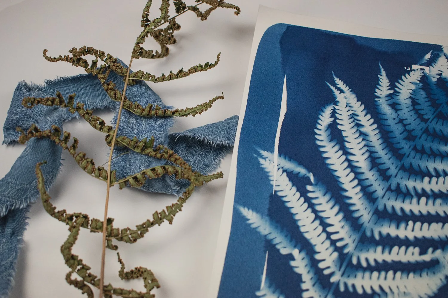 Jackie Partridge Blue Fern Cyanotype, 2021