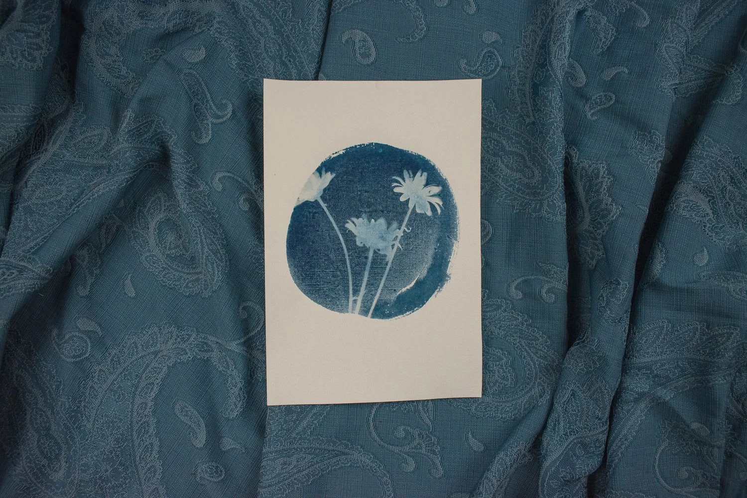 Jackie Partridge Cyanotype of Daisies, 2021