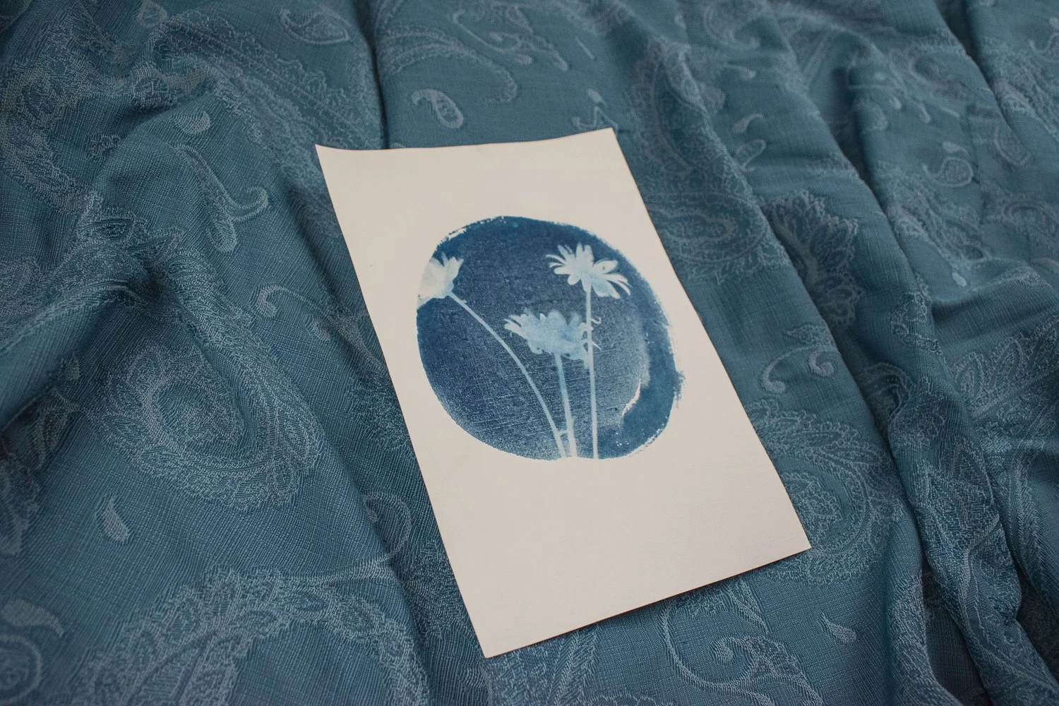 Jackie Partridge Daisies Cyanotype, 2021