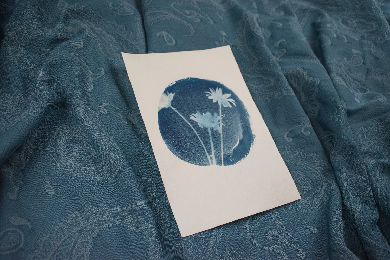 Jackie Partridge Daisies Cyanotype, 2021