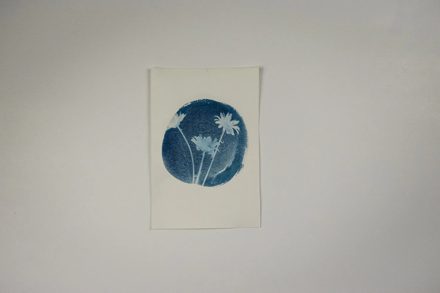 Jackie Partridge Daisies Cyanotype Art, 2021