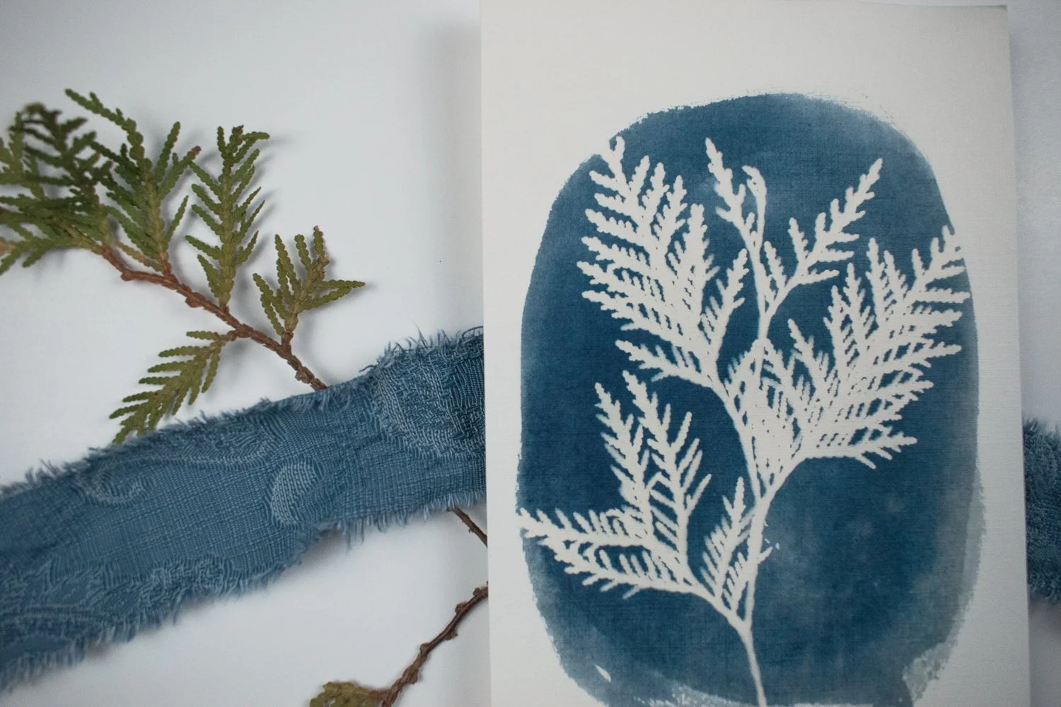 Jackie Partridge Cedar Oval Cyanotype, 2021