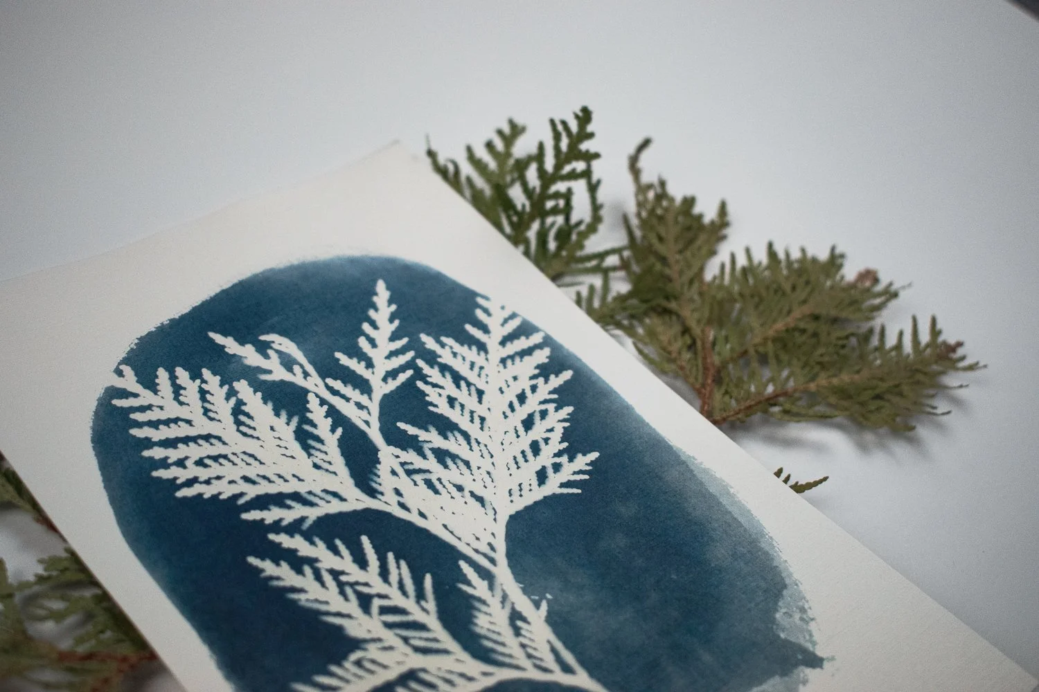 Jackie Partridge Cedar Cyanotypes, 2021