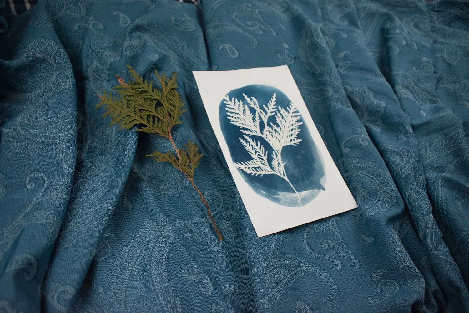 Jackie Partridge Cedar Cyanotype Art, 2021