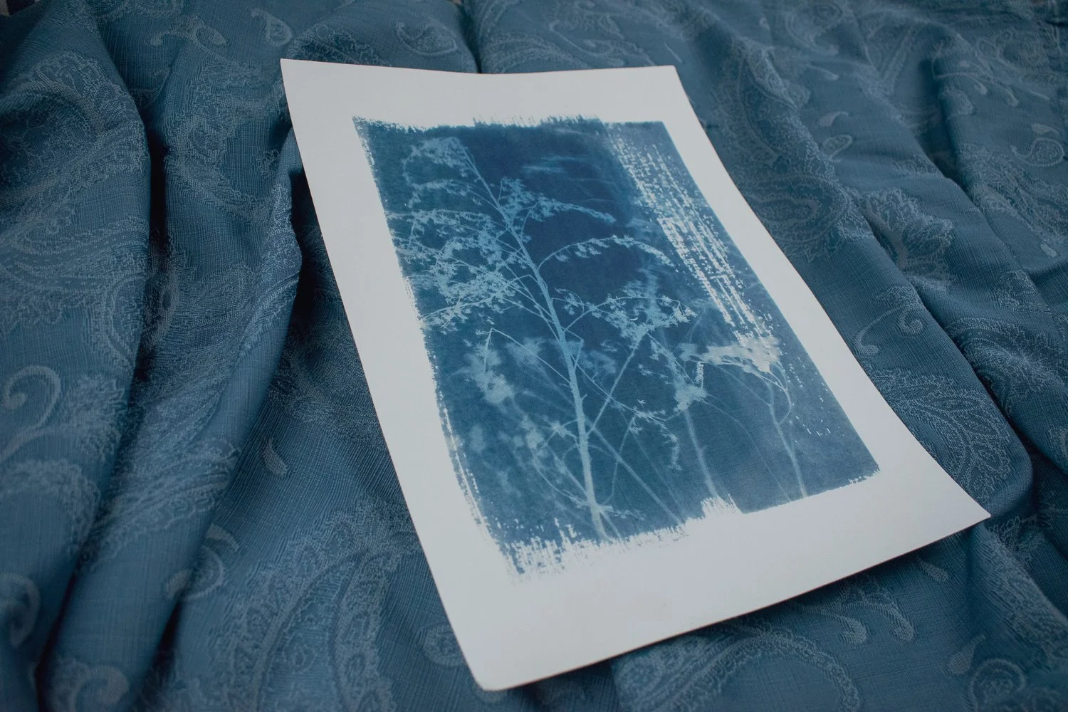 Jackie Partridge Wildflowers Cyanotype, 2021
