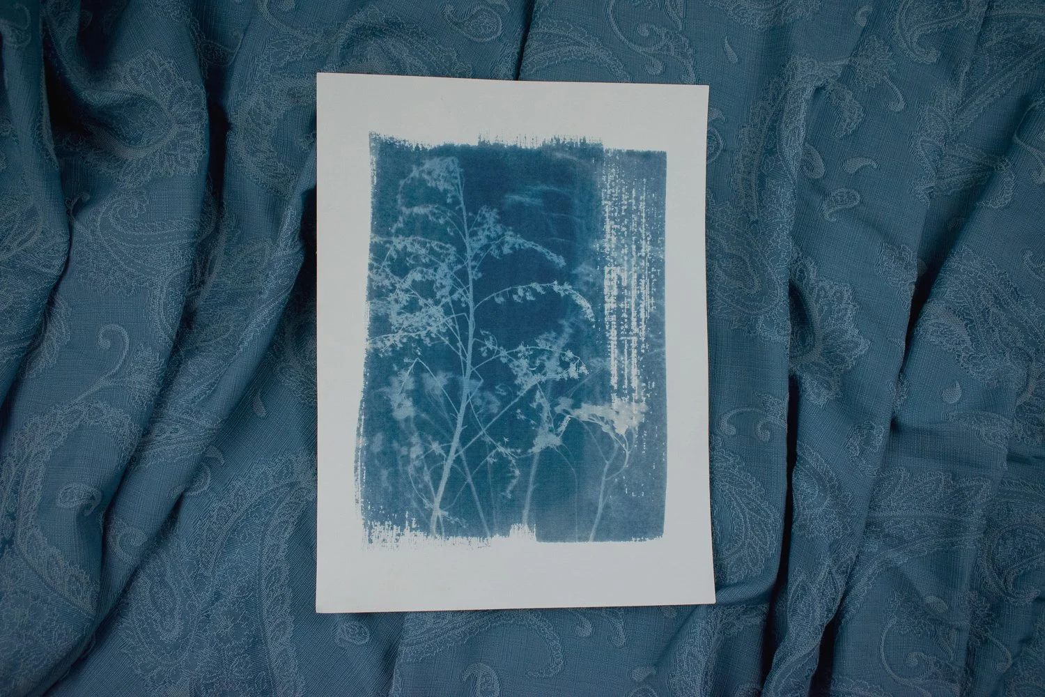 Jackie Partridge Wildflowers Cyanotype, 2021