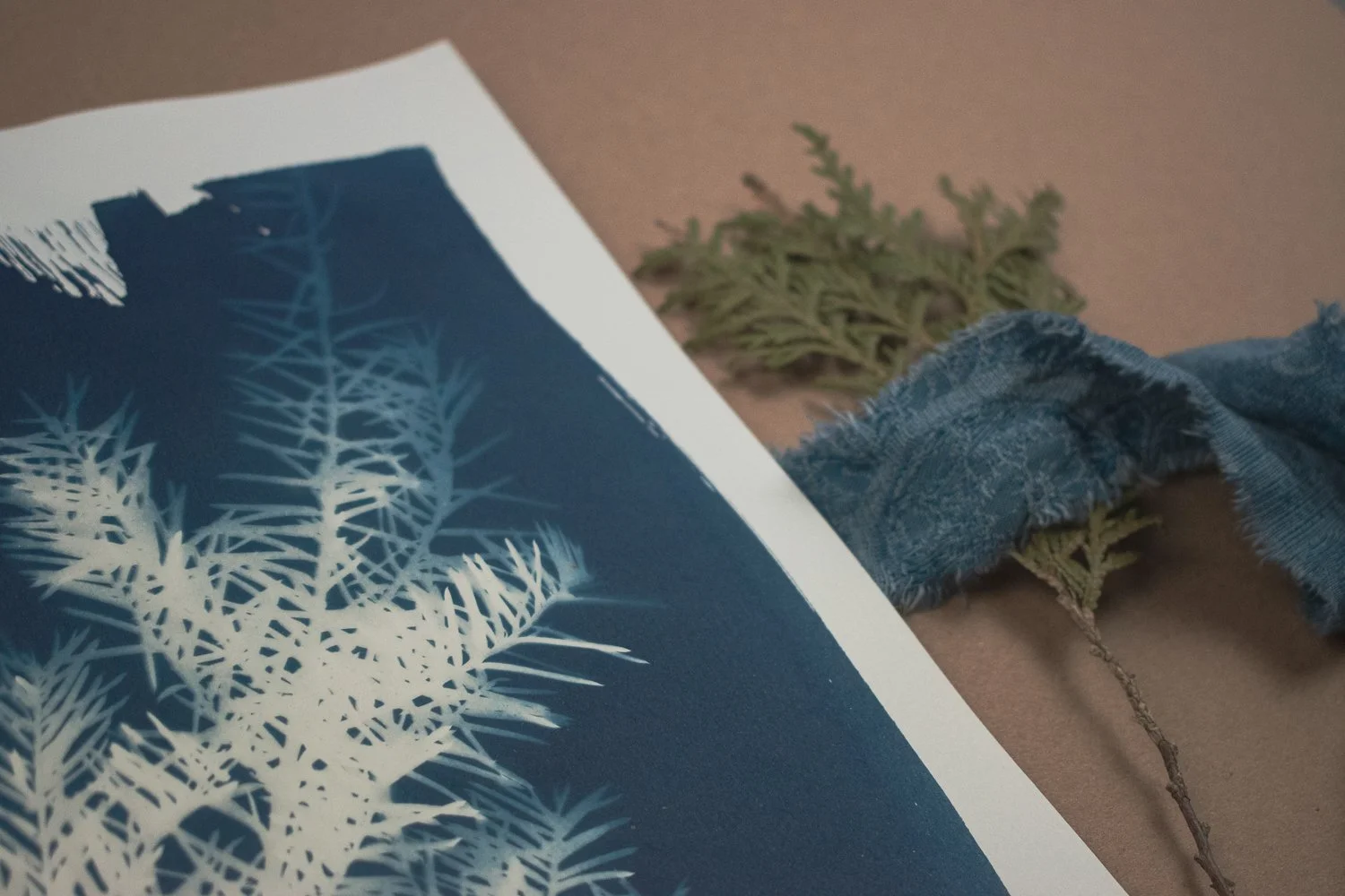 Jackie Partridge Pine Branch Cyanotype, 2021