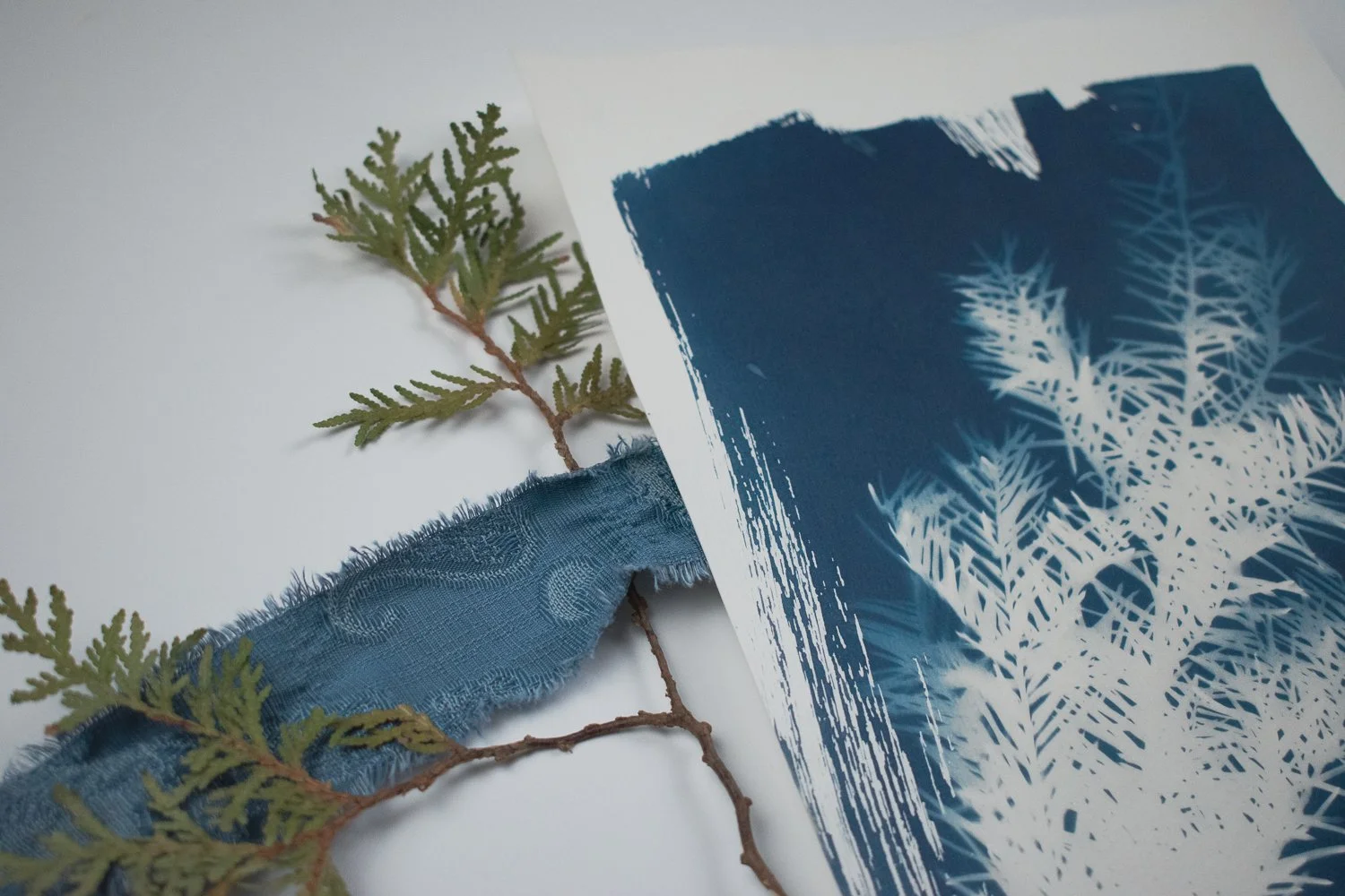 Jackie Partridge Pine Cyanotype, 2021