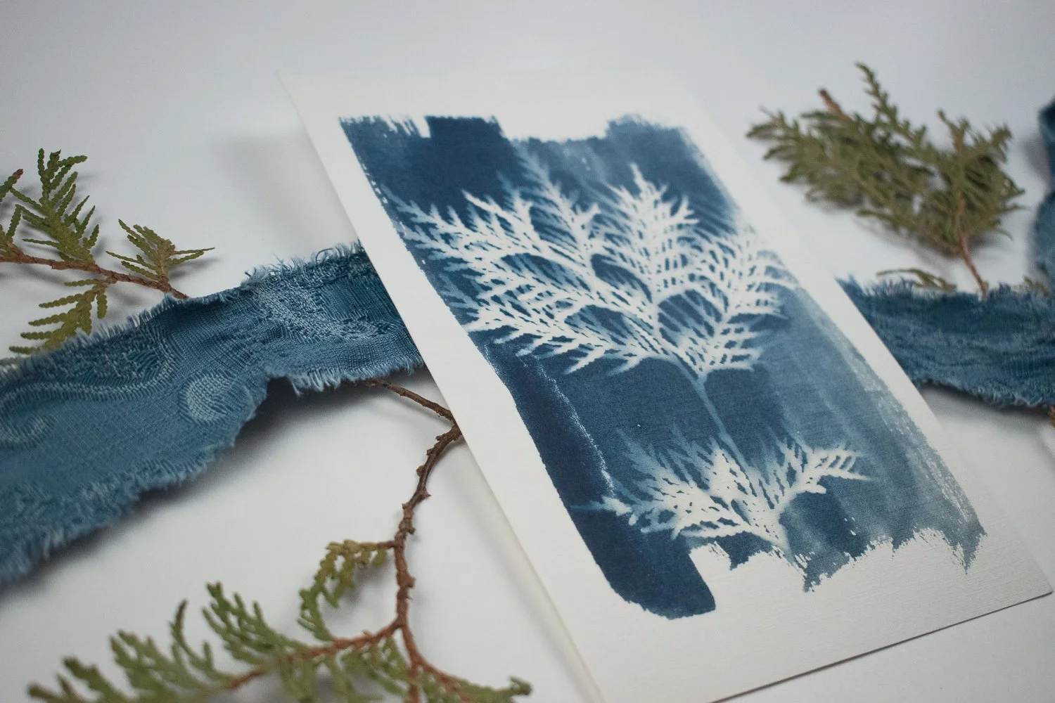 Jackie Partridge Cedar Cyanotype Artwork, 2021