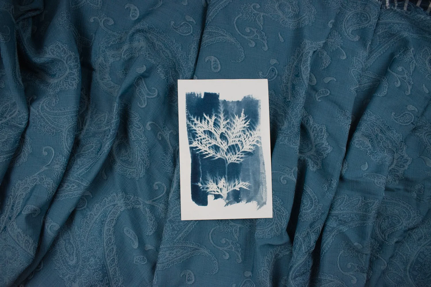 Jackie Partridge  Blue Cedar Cyanotype Artwork, 2021