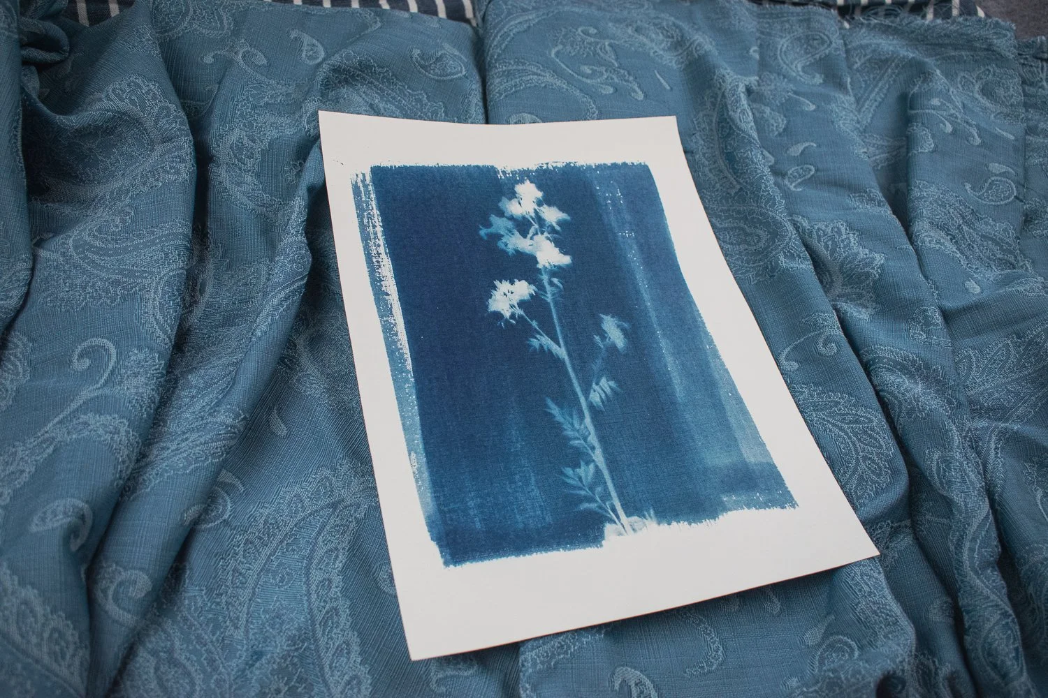 Wildflower Cyanotype by Jackie Partridge, 2021