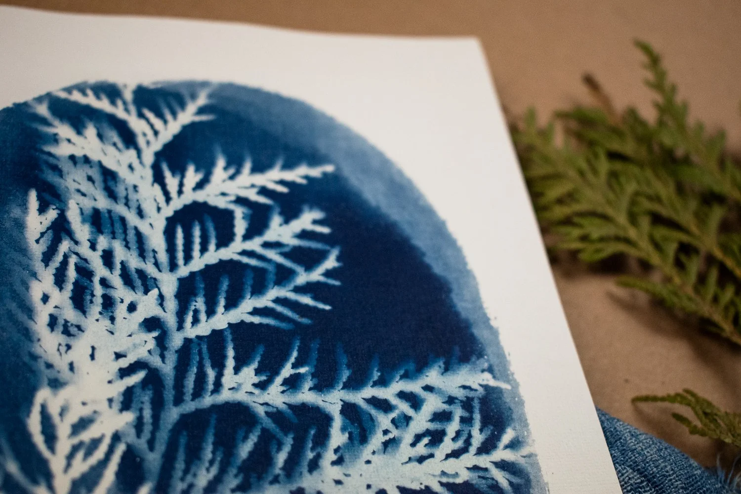 Jackie Partridge  Small Blue Cedar Cyanotype, 2021