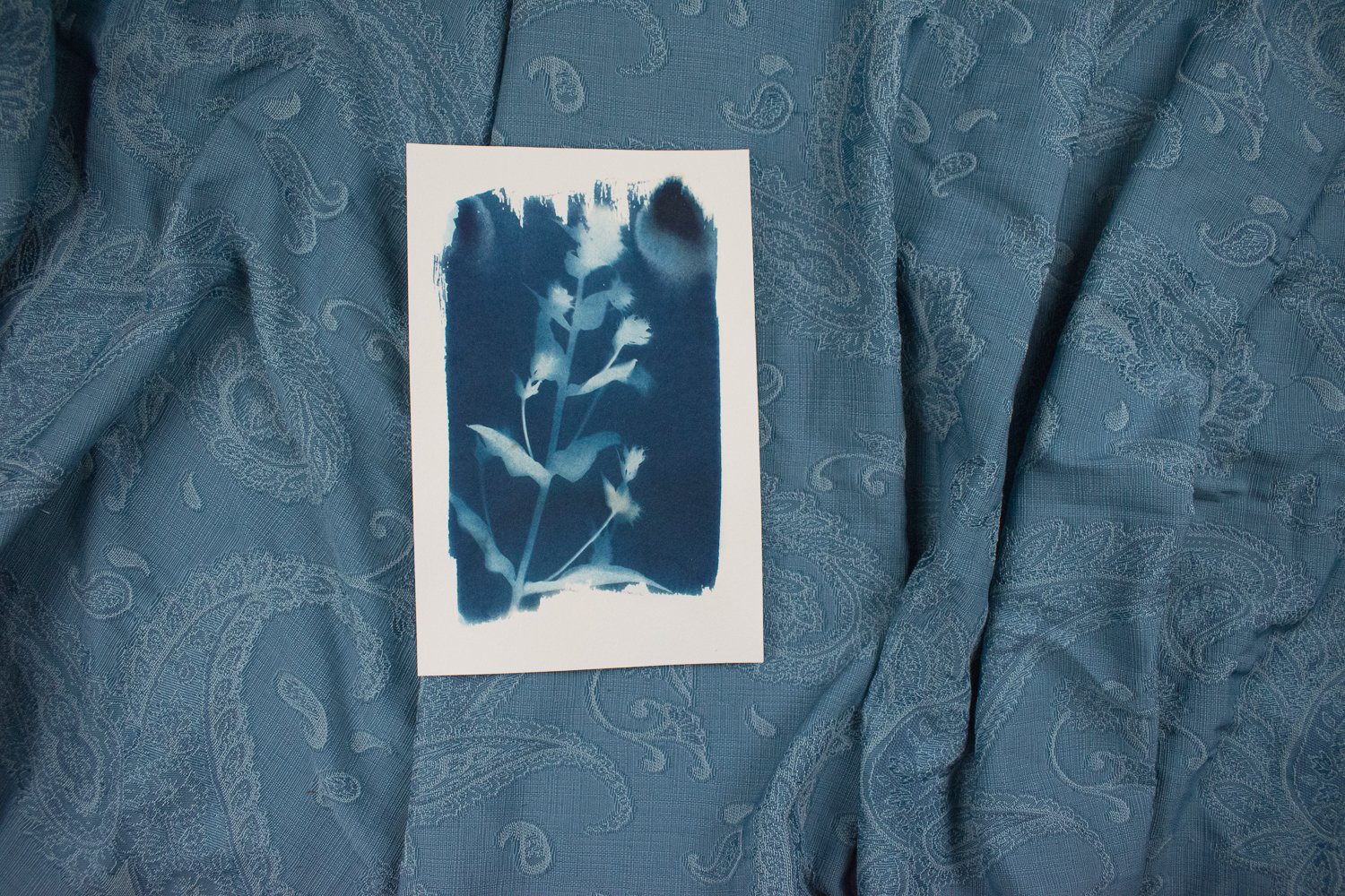 Phlox Cyanotype Art by Jackie Partridge, 2021