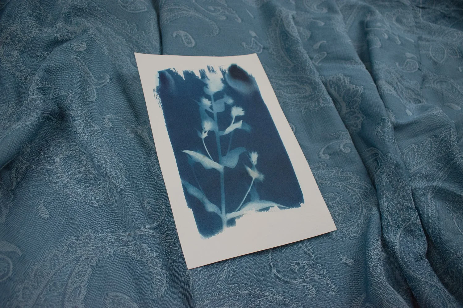 Phlox Cyanotype Art by Jackie Partridge, 2021
