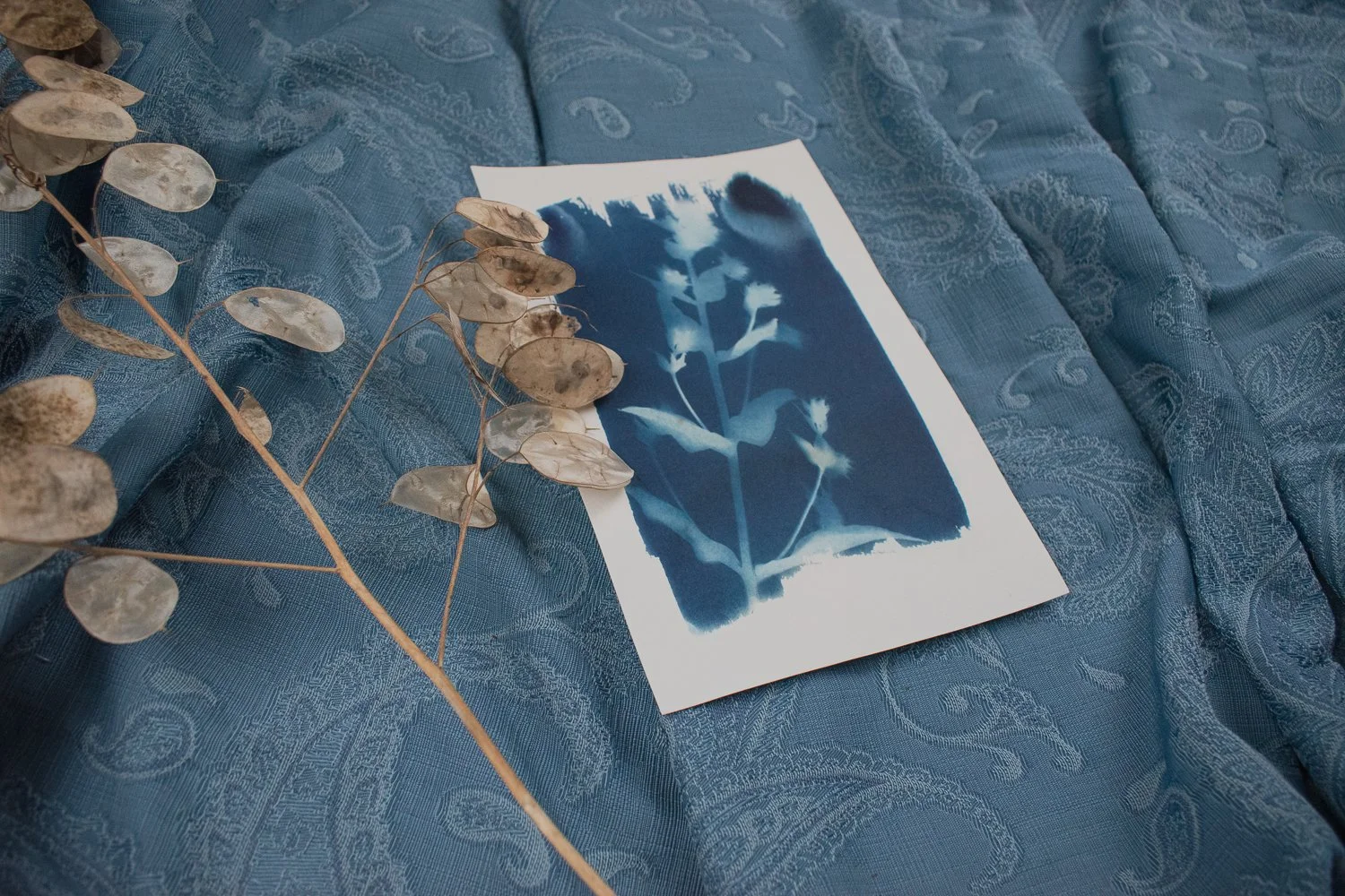 Phlox Cyanotype by Jackie Partridge, 2021