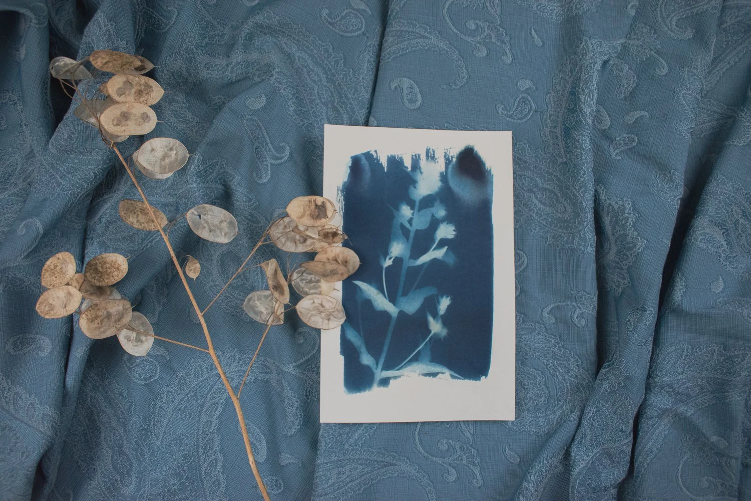 Phlox Cyanotype Art by Jackie Partridge, 2021