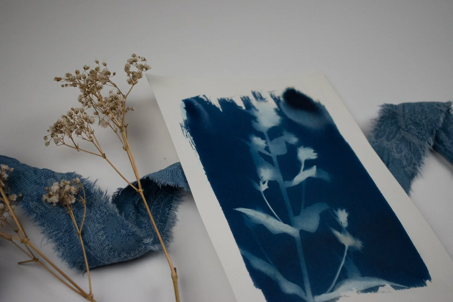 Small Phlox Cyanotype by Jackie Partridge, 2021