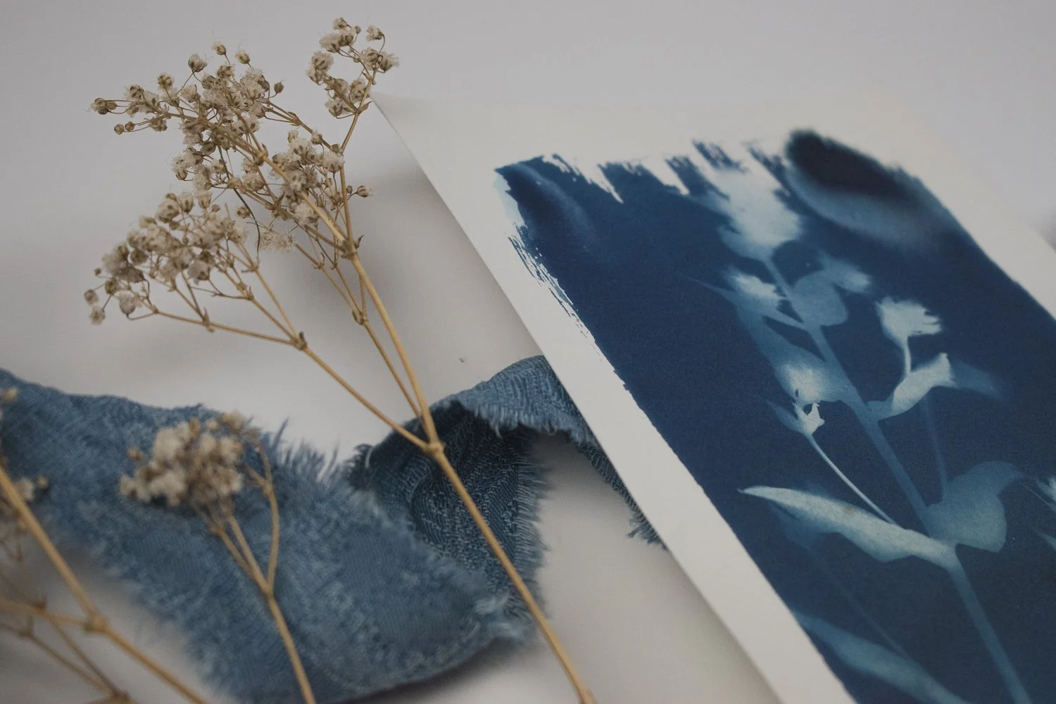 Small Phlox Cyanotype by Jackie Partridge, 2021