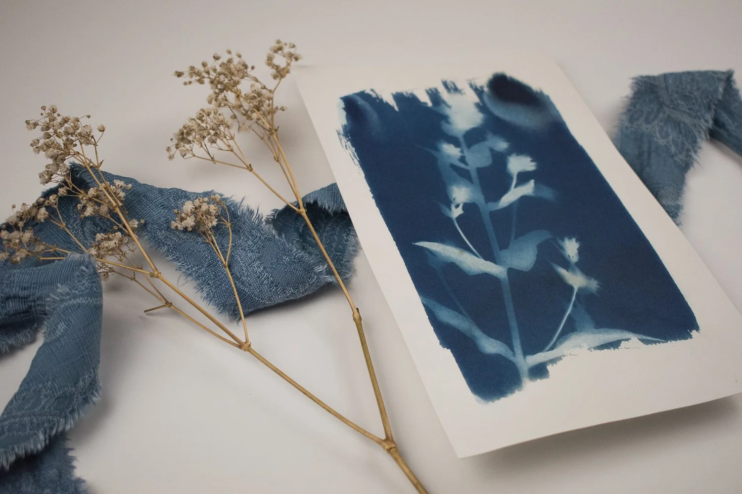 Small Phlox Cyanotype by Jackie Partridge, 2021