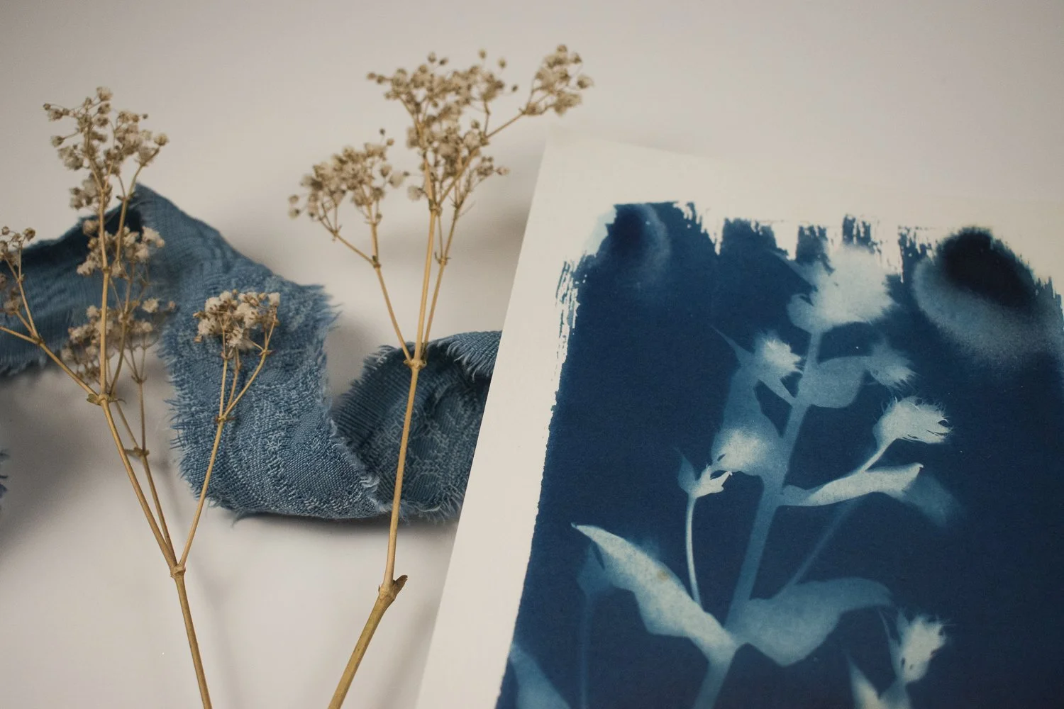 Small Phlox Cyanotype Artwork by Jackie Partridge, 2021