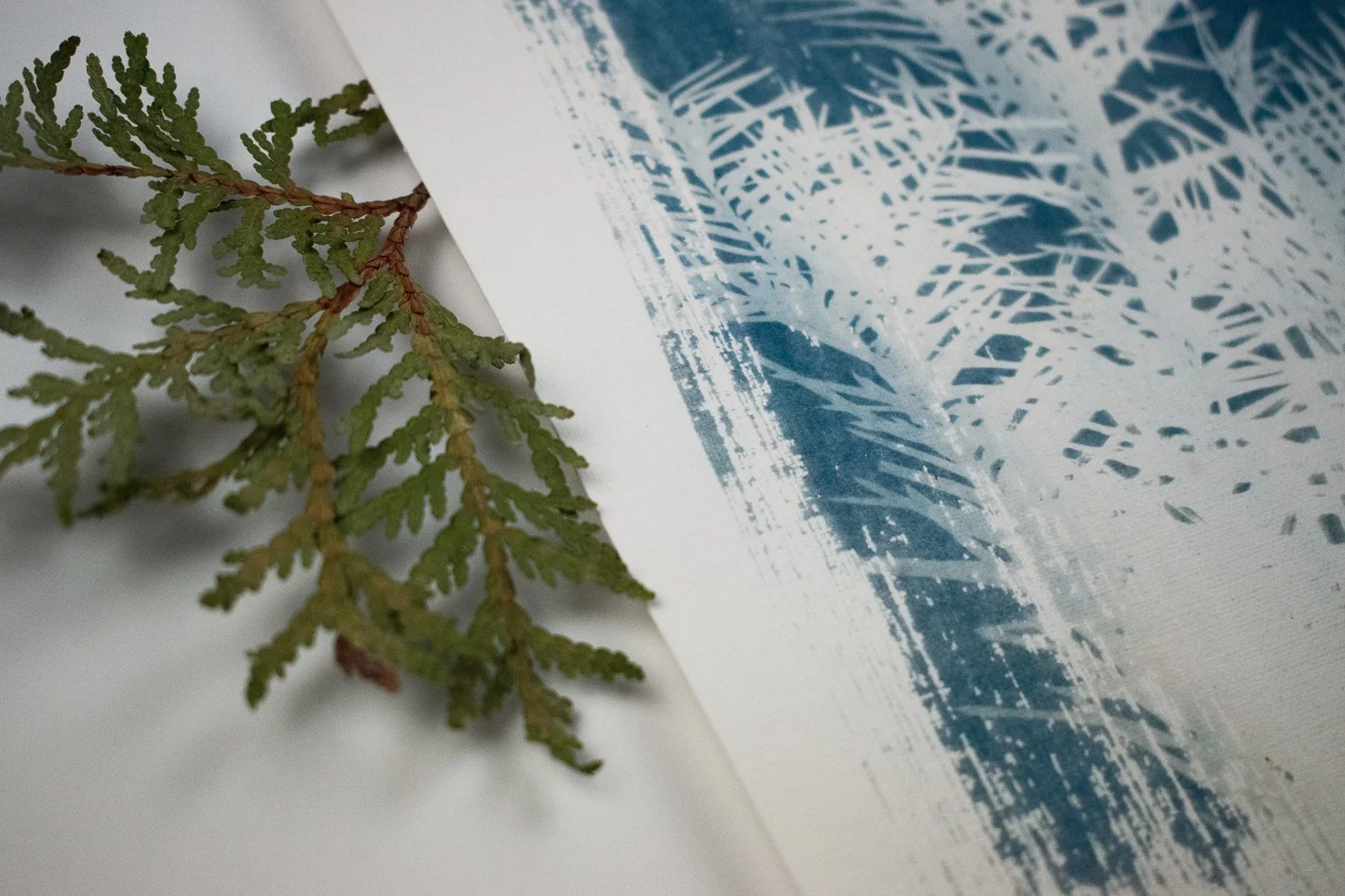 Jackie Partridge Light Pine Branch Cyanotype, 2021