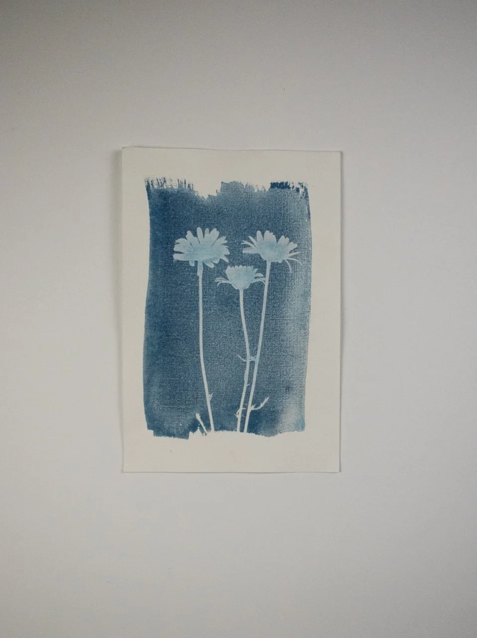 Jackie Partridge Daisies Cyanotypes, 2021