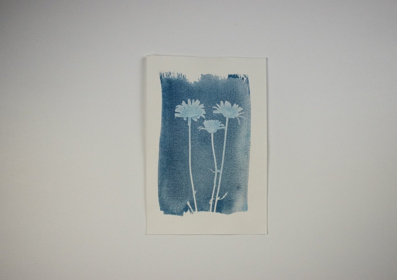 Jackie Partridge Daisies Cyanotype, 2021