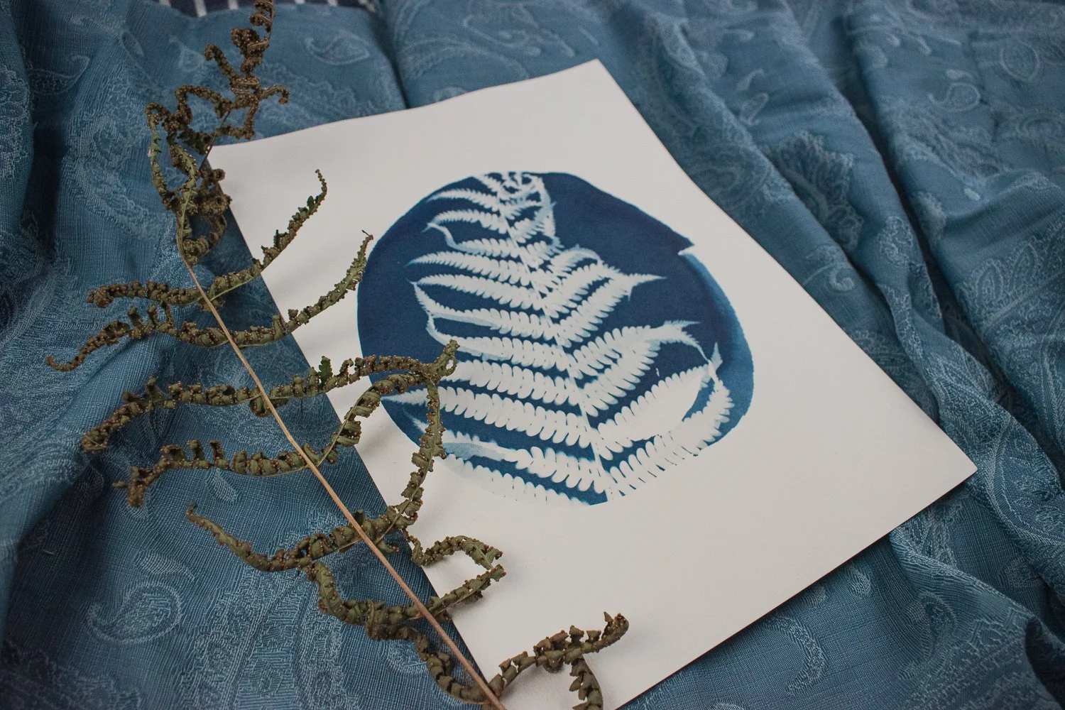 Jackie Partridge Fern Cyanotype, 2021