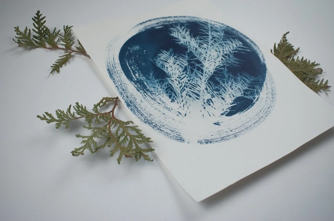Jackie Partridge Round Blue Pine Branch Cyanotype, 2021