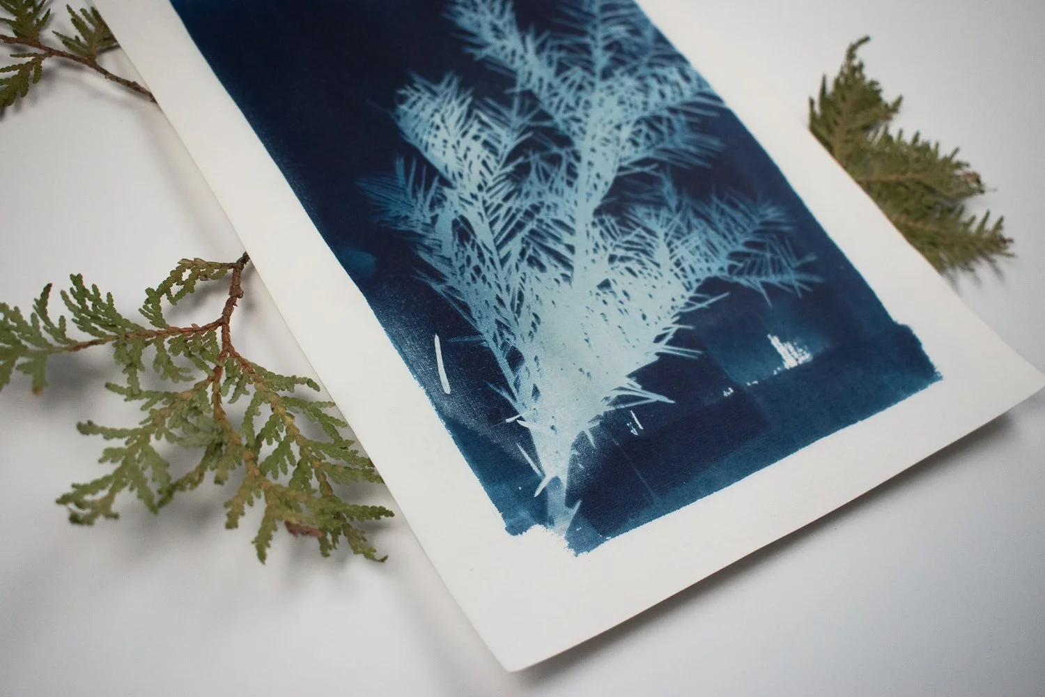 Jackie Partridge Blue Pine Branch Cyanotypes, 2021