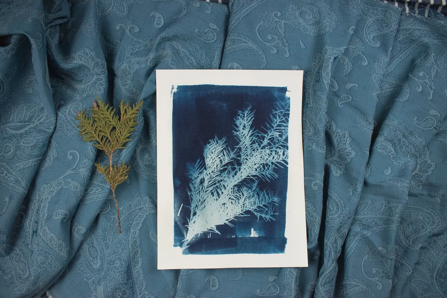 Jackie Partridge Blue Pine Branch Cyanotypes, 2021