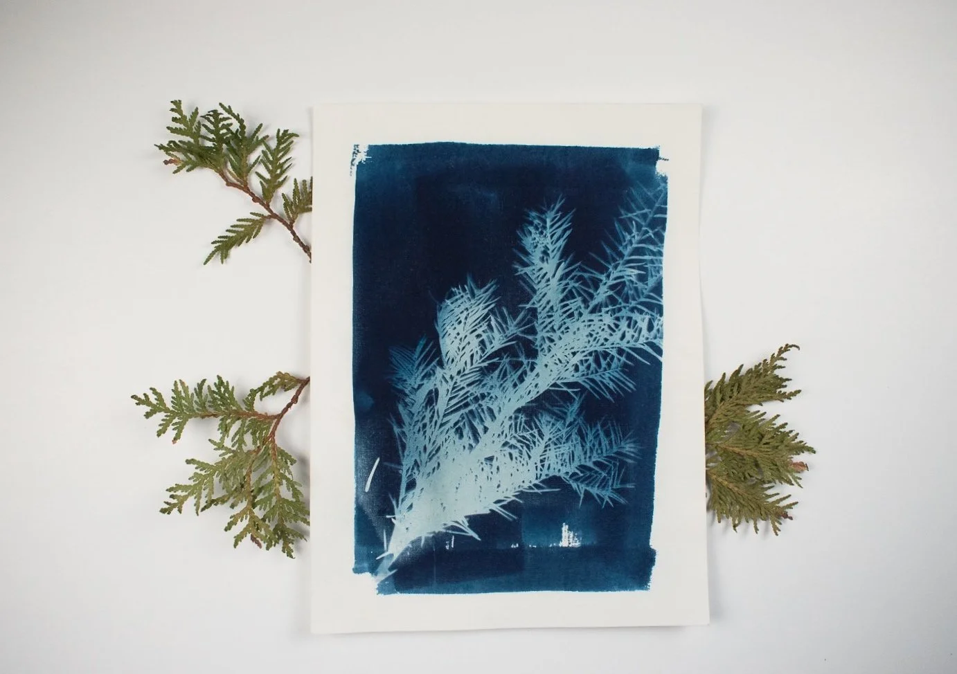 Jackie Partridge Blue Pine Branch Cyanotype, 2021