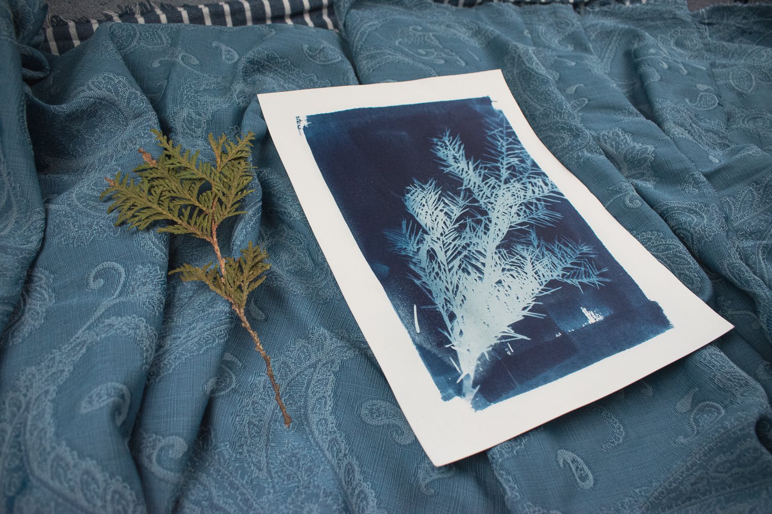 Jackie Partridge Blue Pine Branch Cyanotype Art, 2021