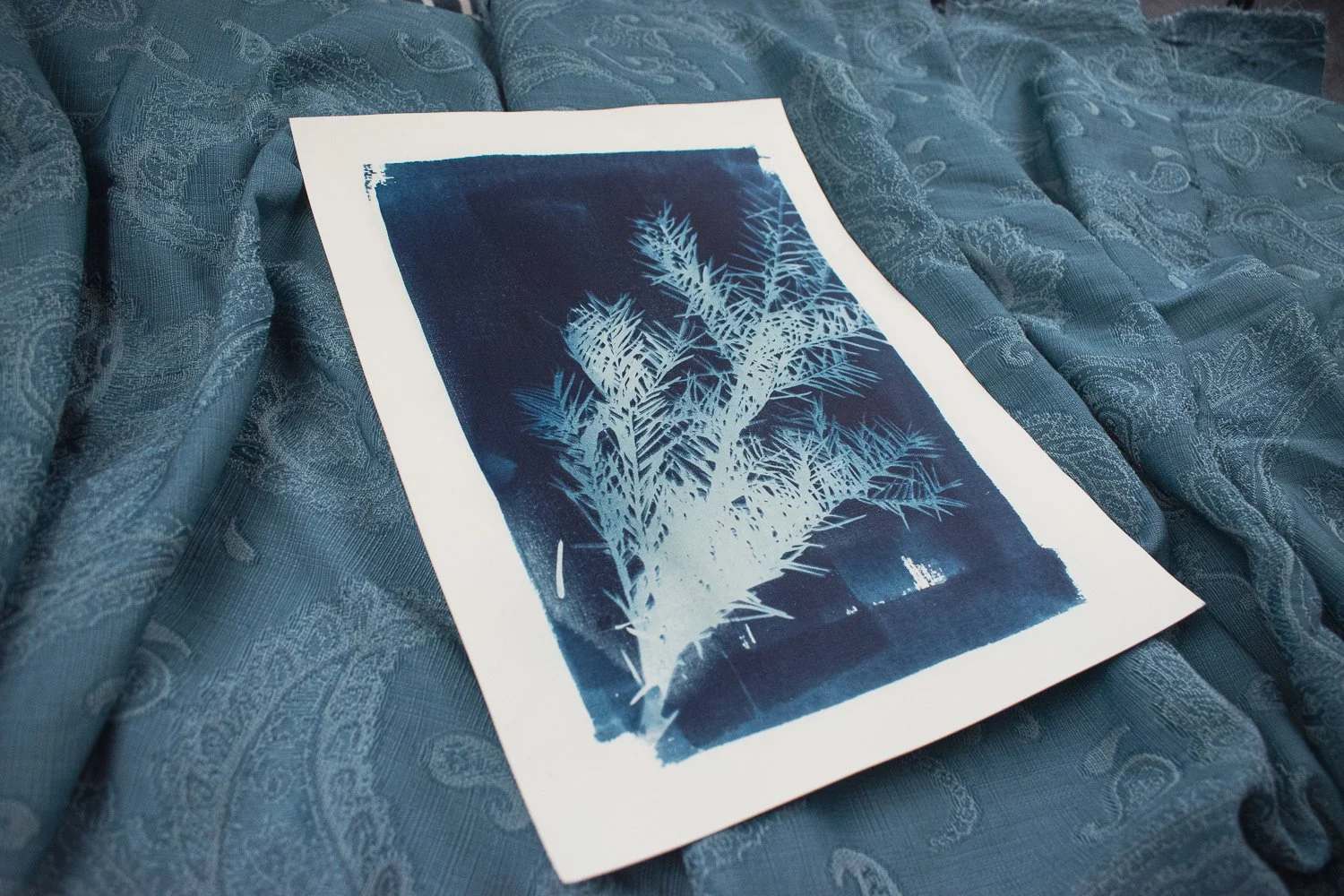 Jackie Partridge Blue Pine Branch Cyanotype Art, 2021