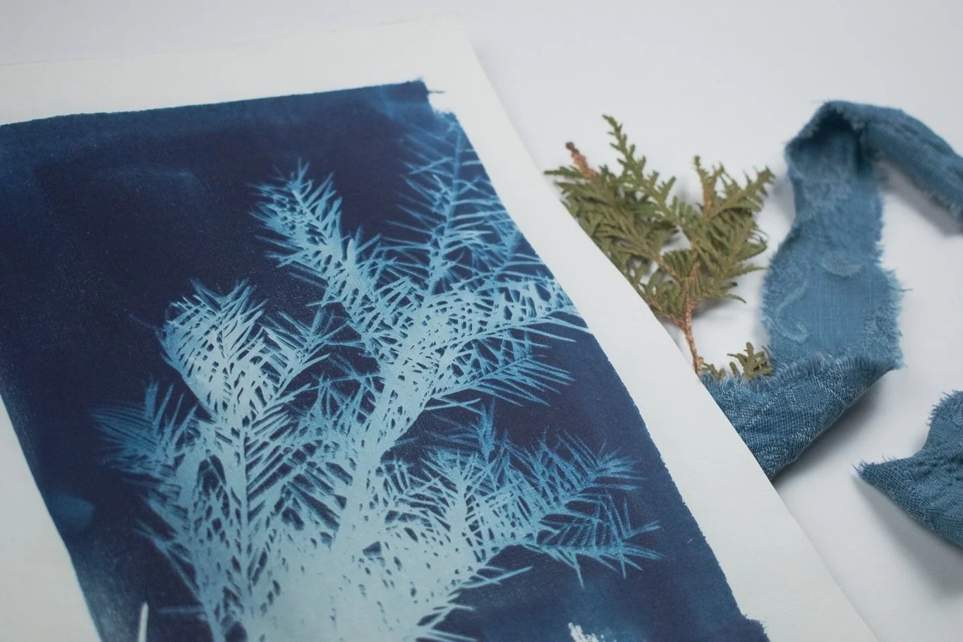 Jackie Partridge Blue Pine Cyanotype, 2021