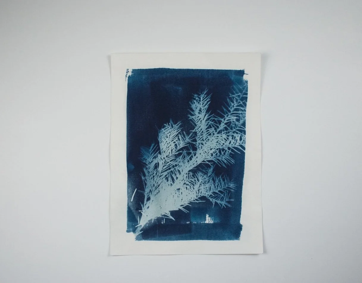 Jackie Partridge Blue Pine Branch Cyanotypes, 2021