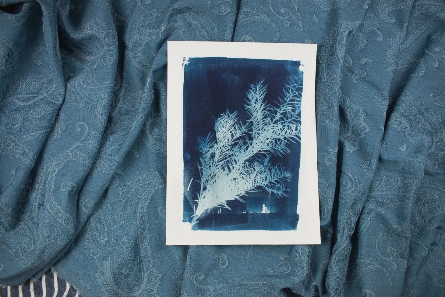 Jackie Partridge Blue Pine Branch Cyanotype Art, 2021