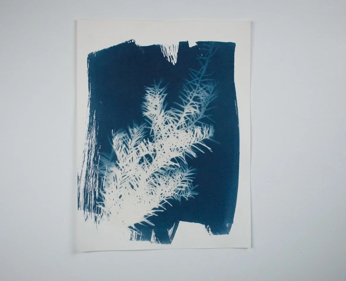 Jackie Partridge Pine Cyanotypes, 2021